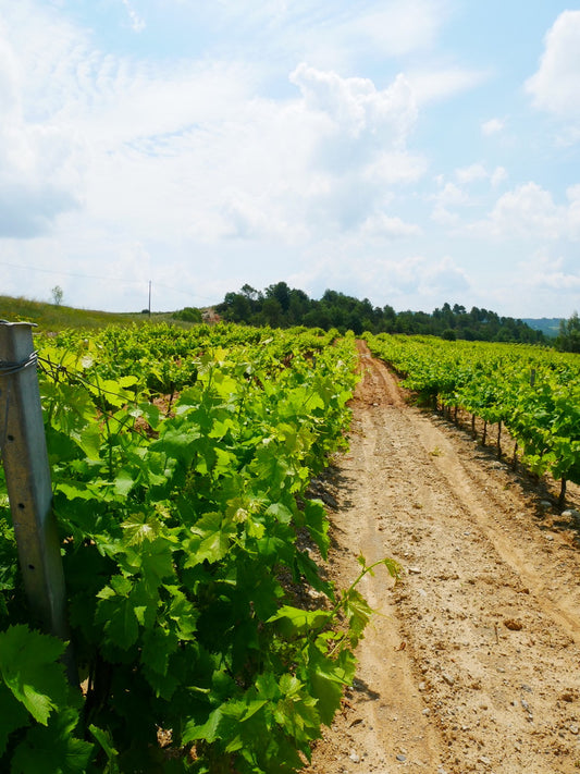 Pas de vacances dans le vignoble en Juillet !