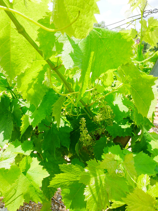 La floraison