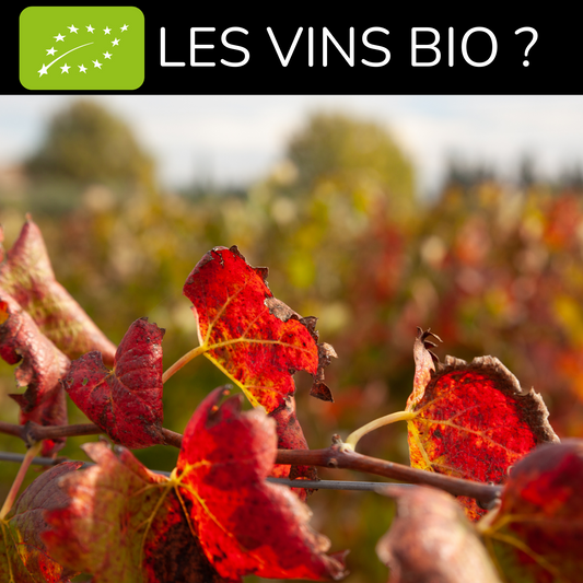 Vins bios, cet univers fascinant !