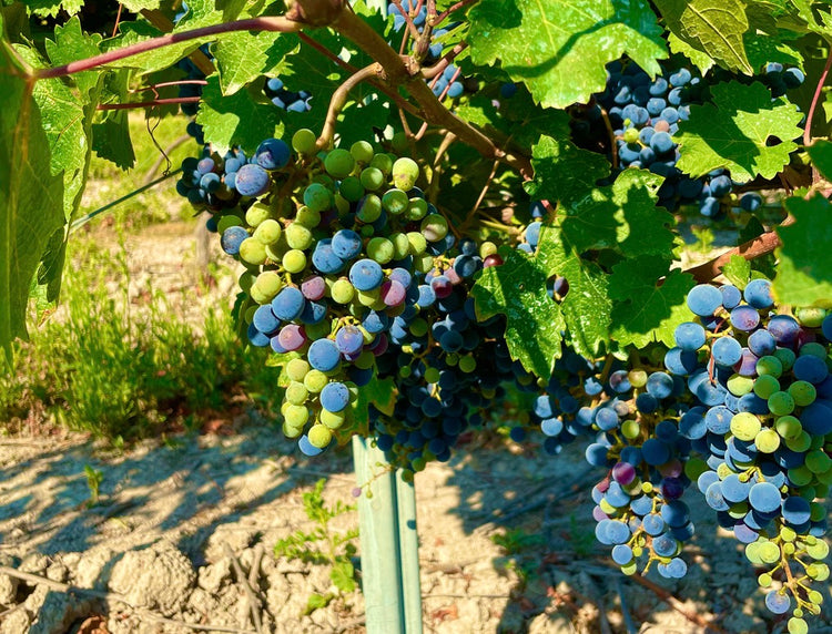 Red Wine - Pink Wine - Veraison – Avenue Terroir