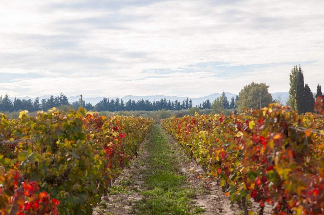 Récolte 2022 : la France redevient le deuxième producteur mondial de vin
